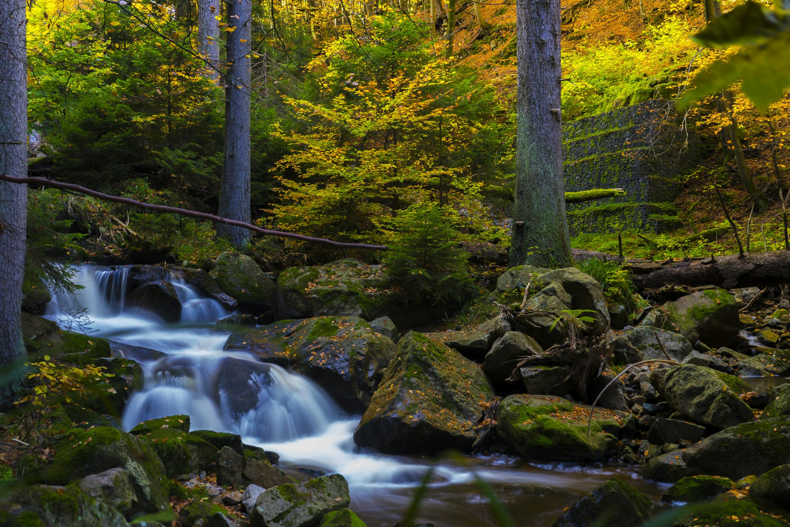 Serene stream flowing through a moss-covered forest, captured in vibrant autumn colors.